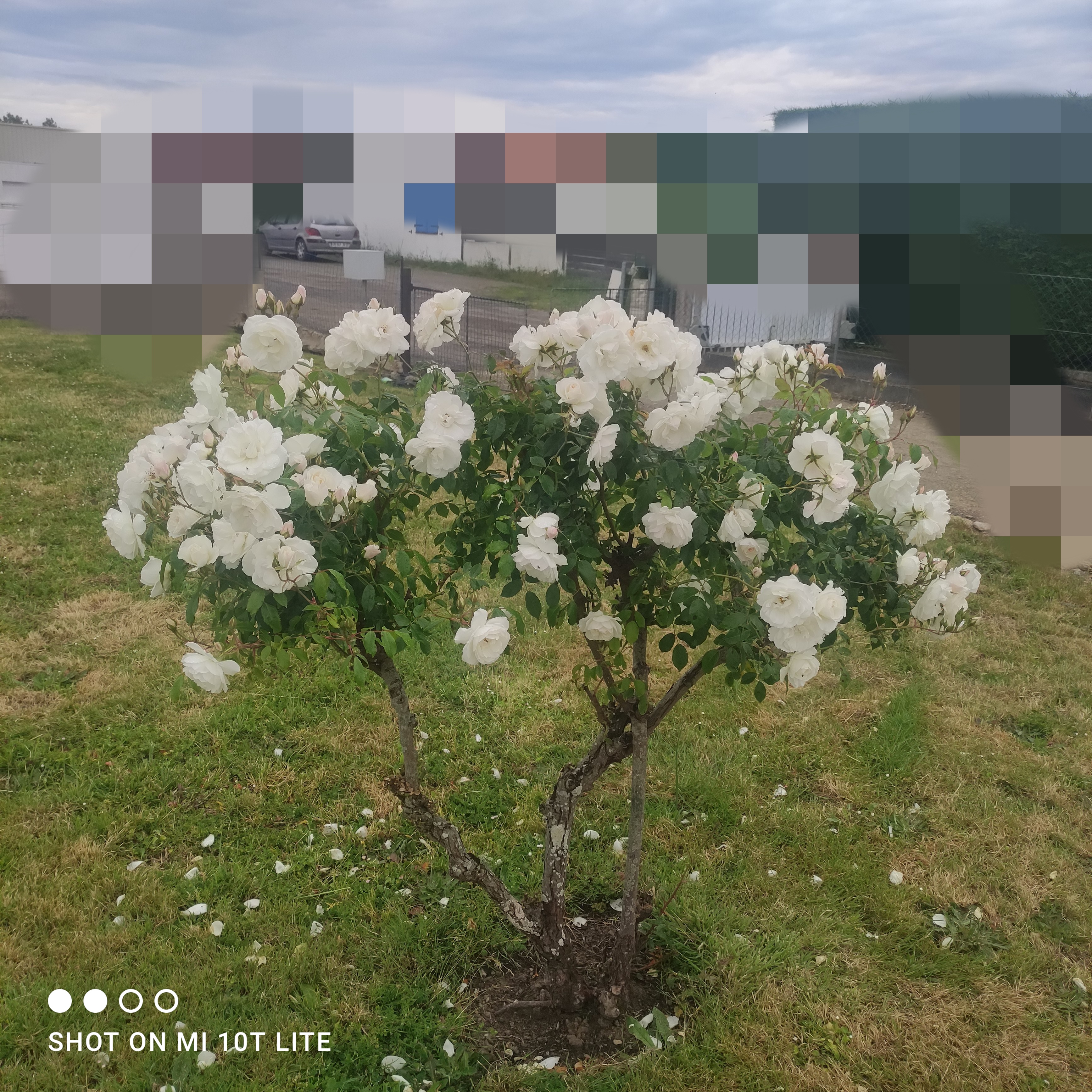 Service aide aux courses