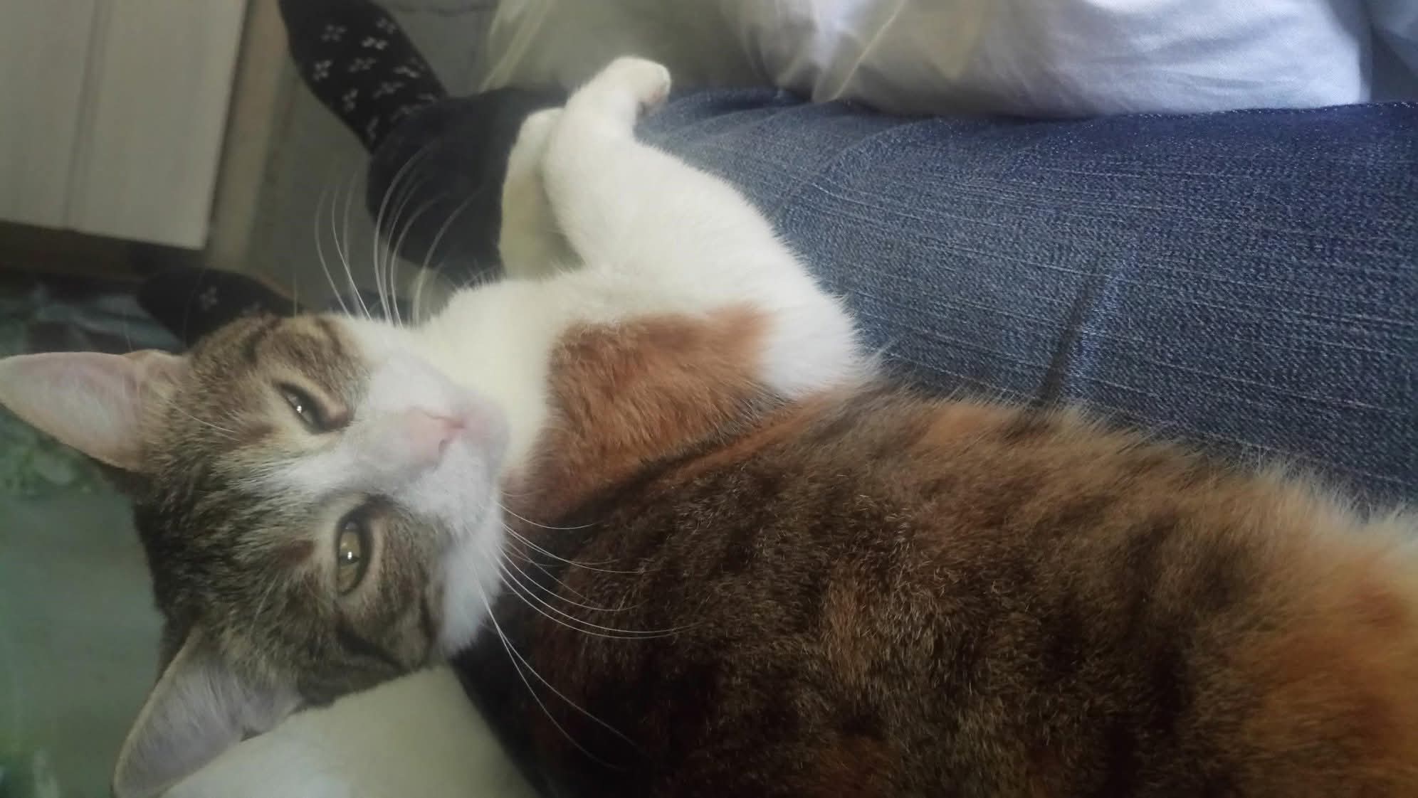 Service garde animaux