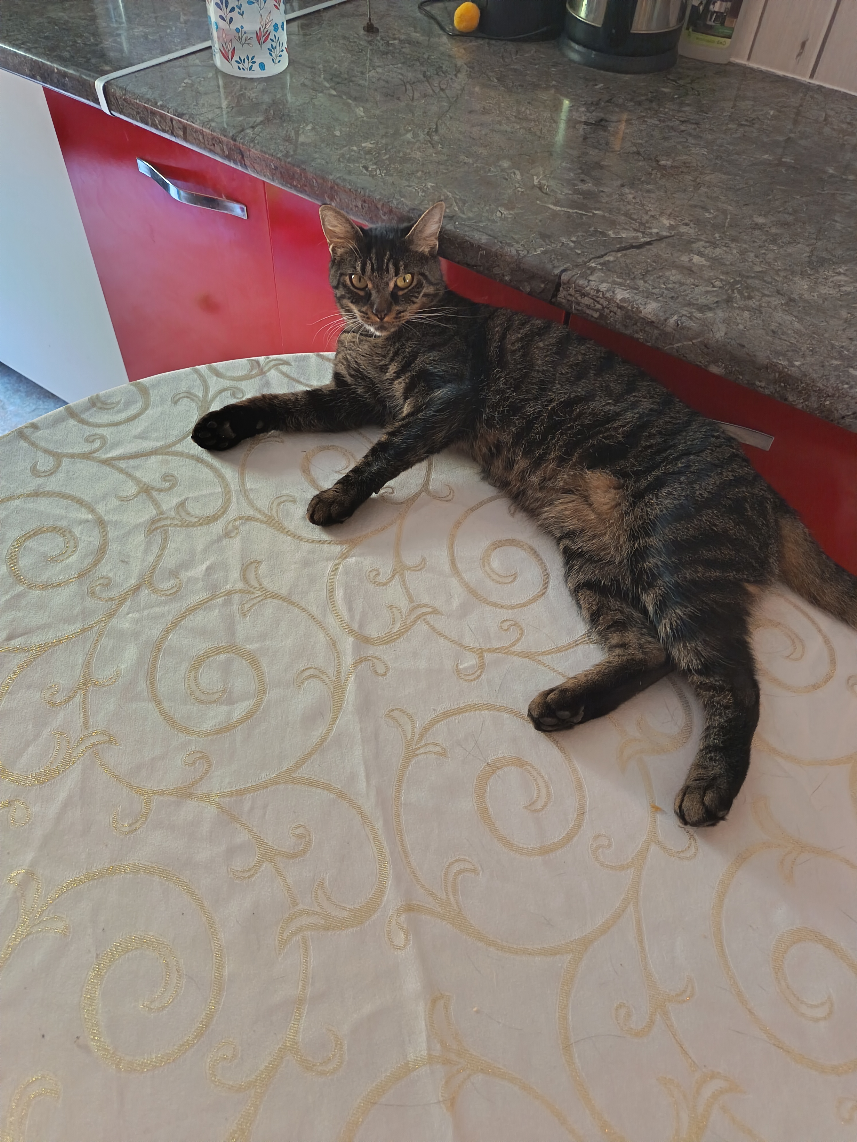 Service garde animaux entre particuliers (67)