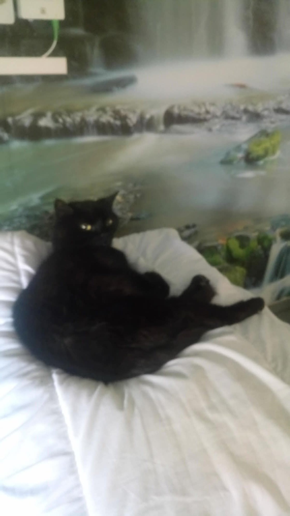 Service garde animaux entre particuliers (67)