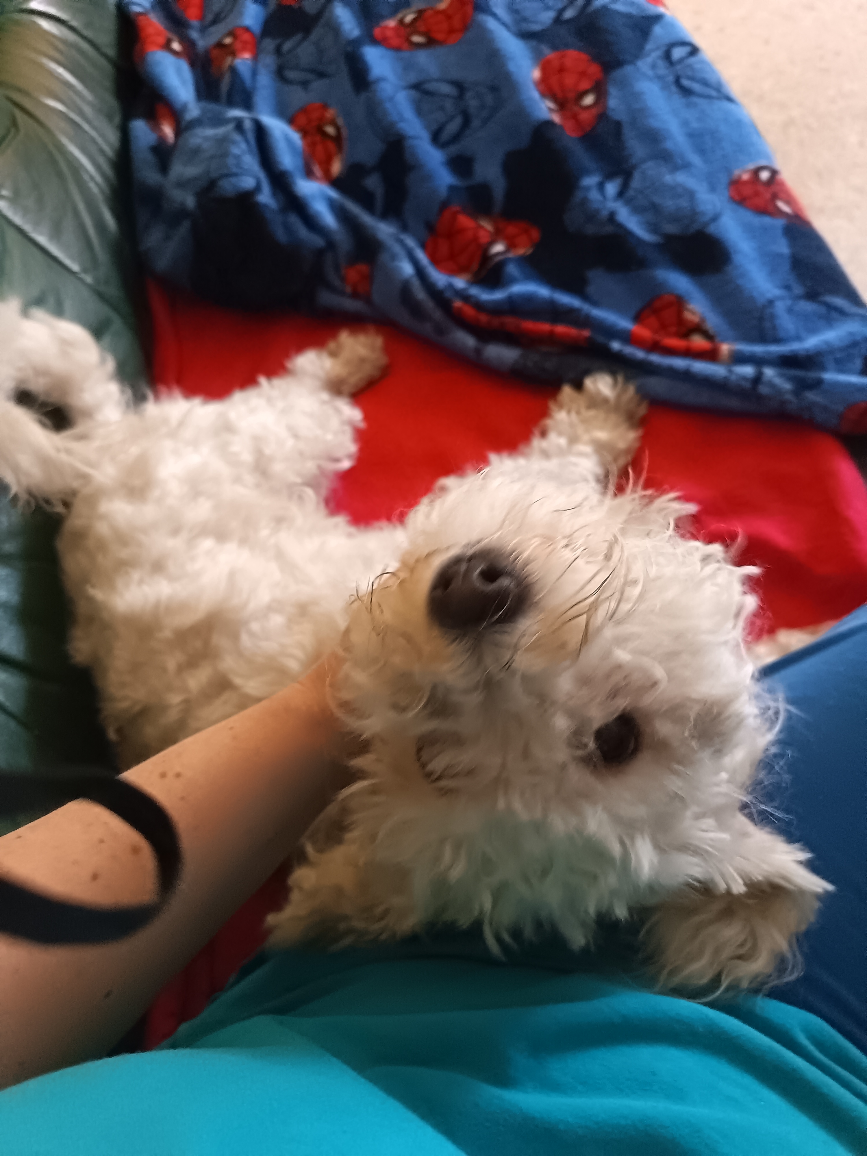 Service garde animaux entre particuliers (67)