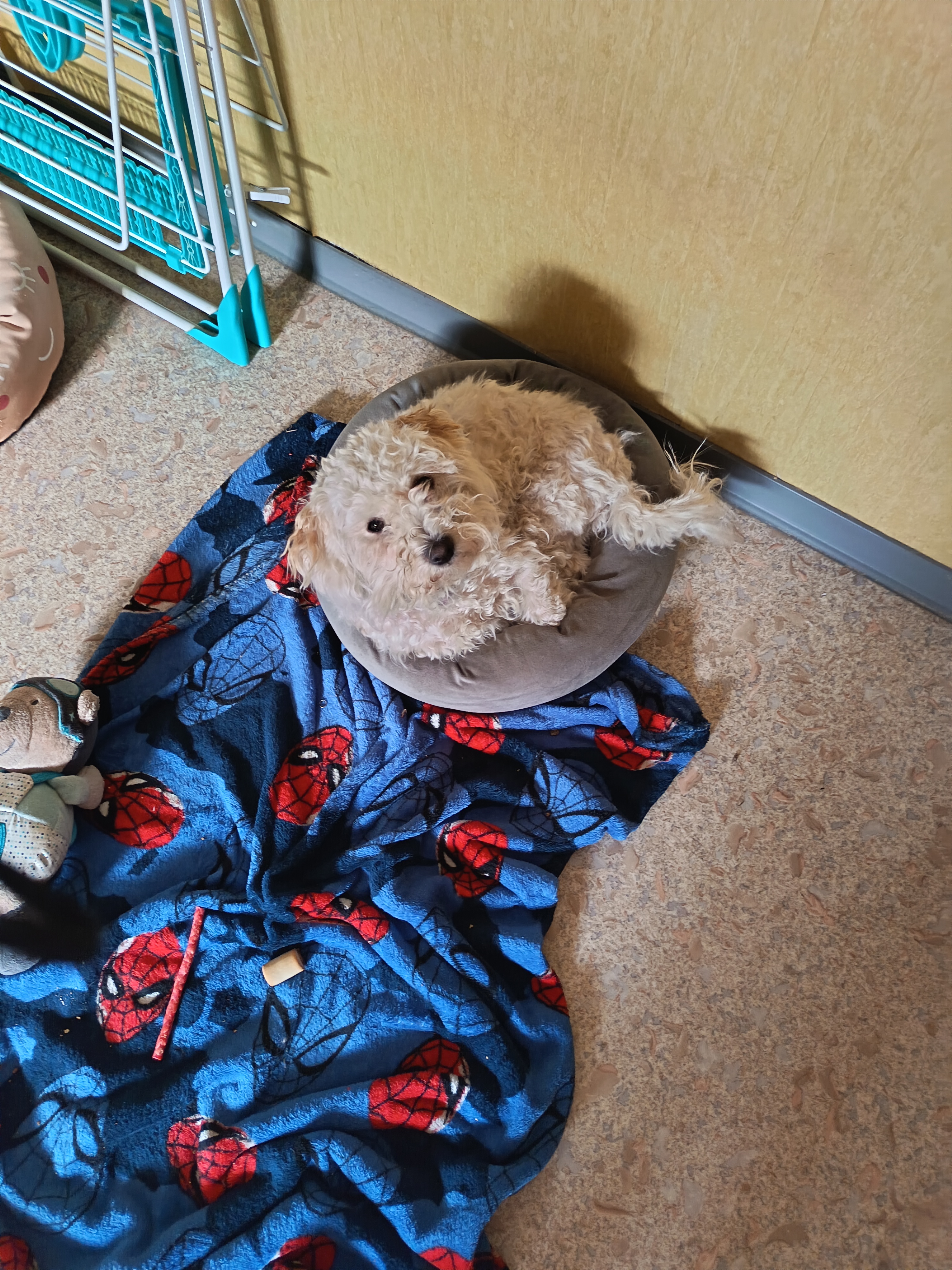 Service garde animaux entre particuliers (67)