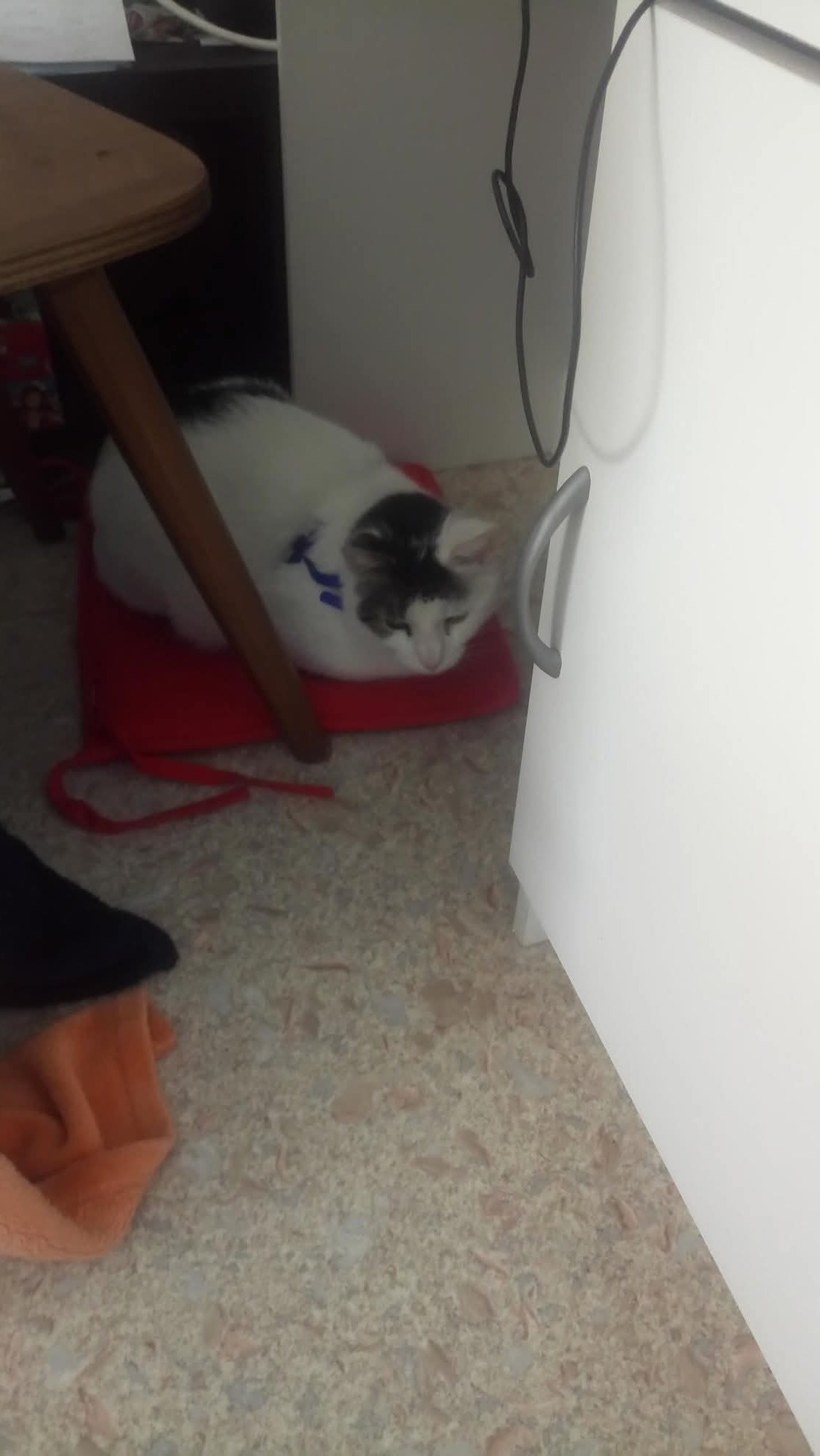 Service garde animaux entre particuliers (67)