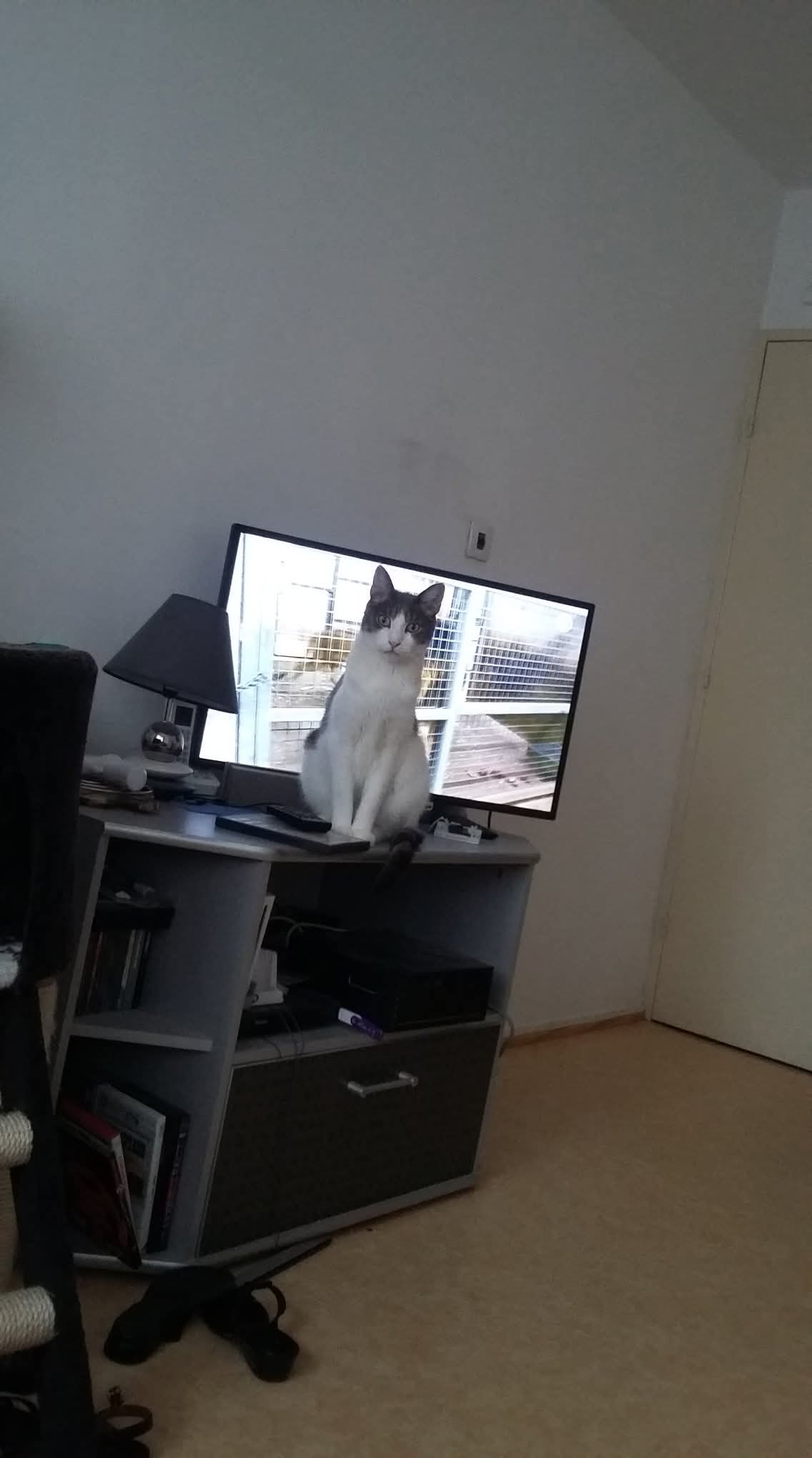 Service garde animaux entre particuliers (67)