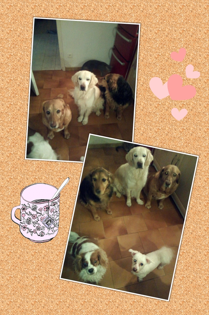 Service garde animaux 30 entre particuliers