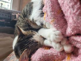 Demander ce catsitter