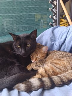 Service garde animaux
