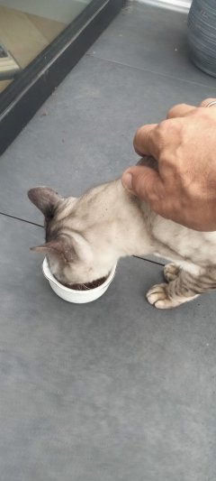 Service garde animaux