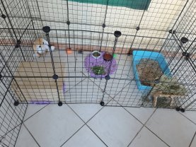 Service garde lapin
