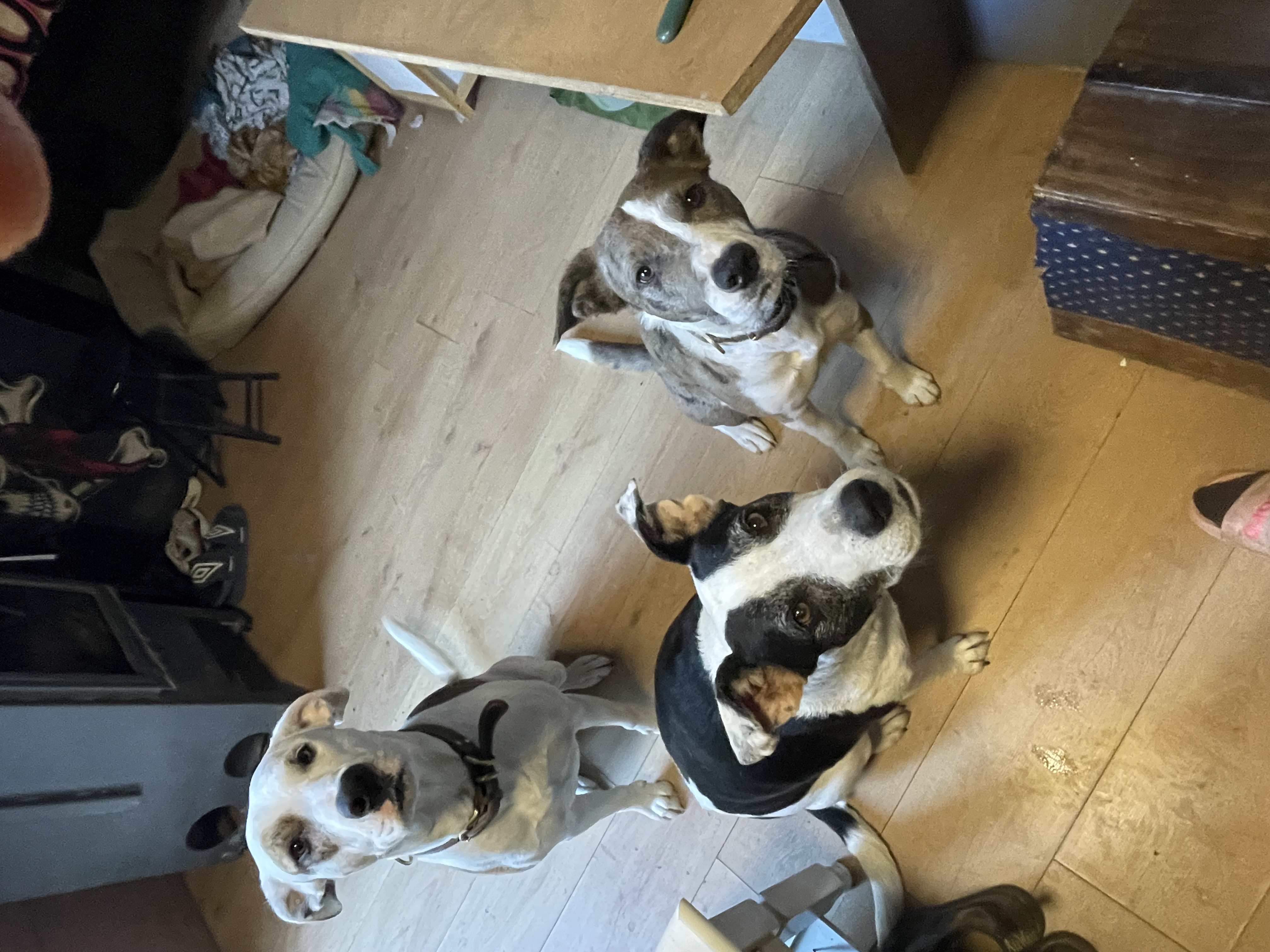 Service Garde animaux between individuals (83)