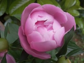 Service entretien jardin