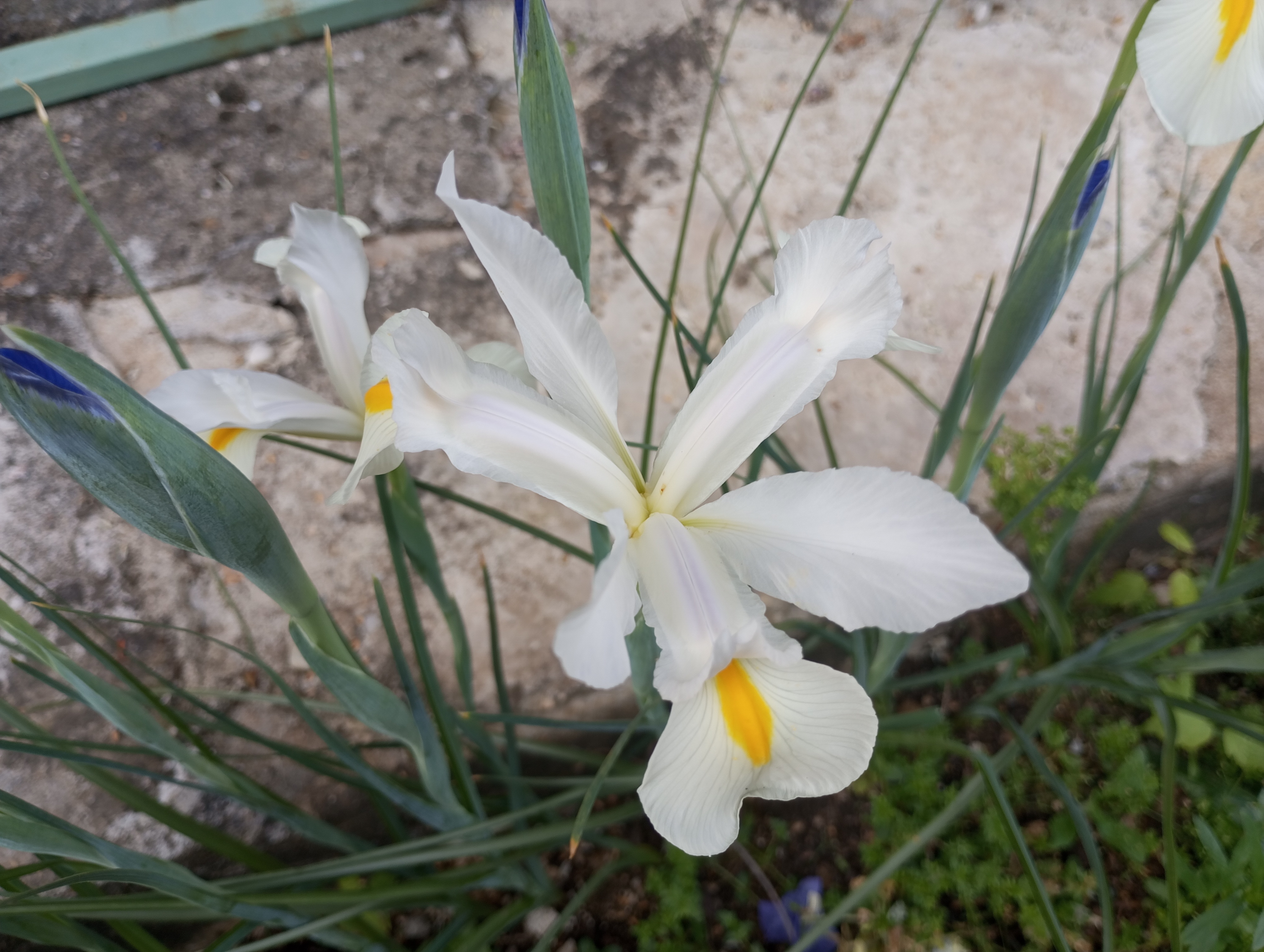 Service Entretien jardin between individuals (07)