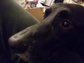 Service : chien Service : chien