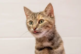 Service garde animaux