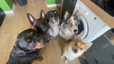 Service garde animaux