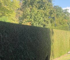 Service entretien jardin