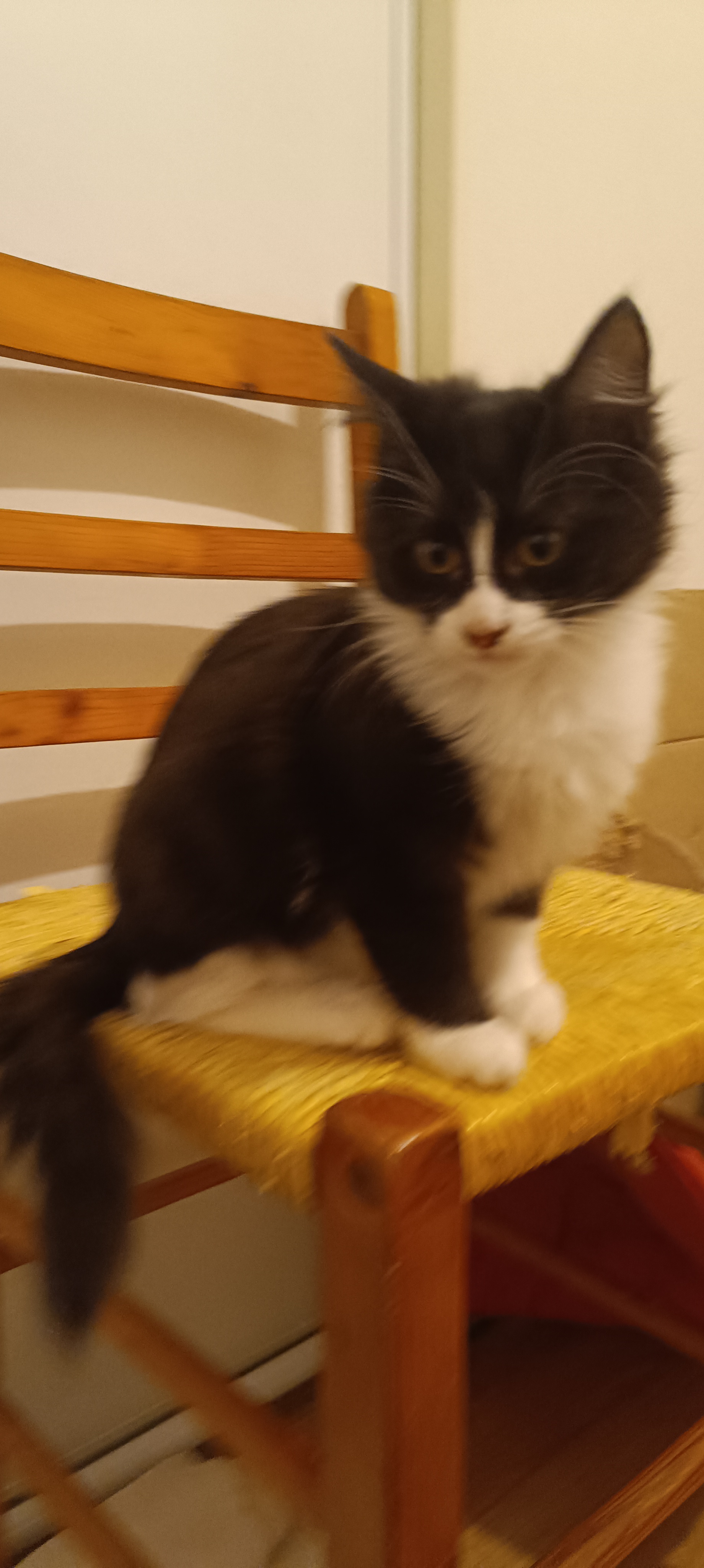 Service garde animaux entre particuliers (29)