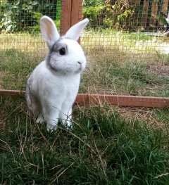 Service garde lapin