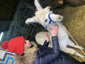 Service : garde animaux Service : garde animaux