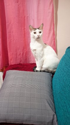 Garde chats et petits chiens