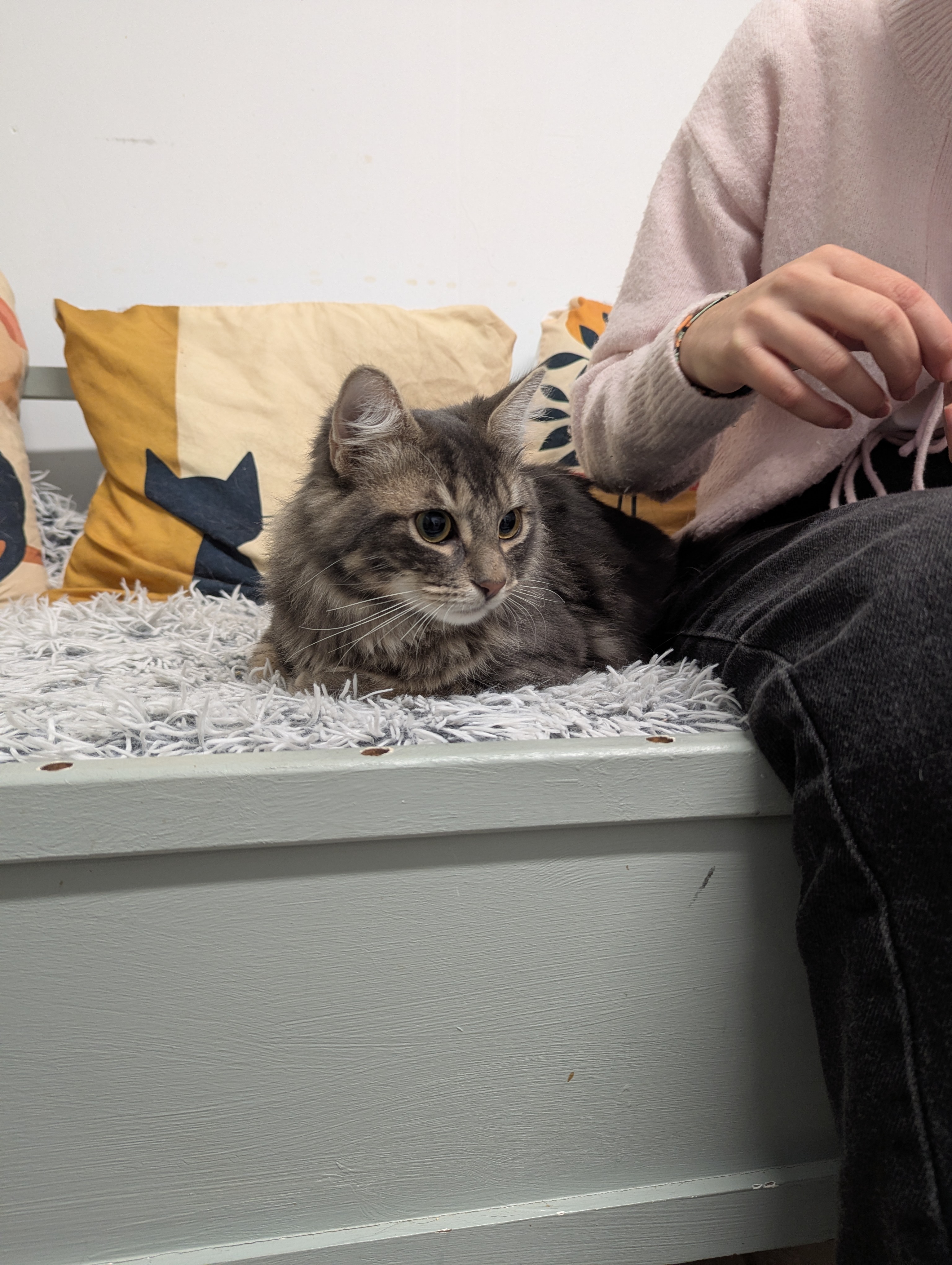 Service garde animaux entre particuliers (53)