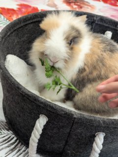 Service : Garde d'animaux