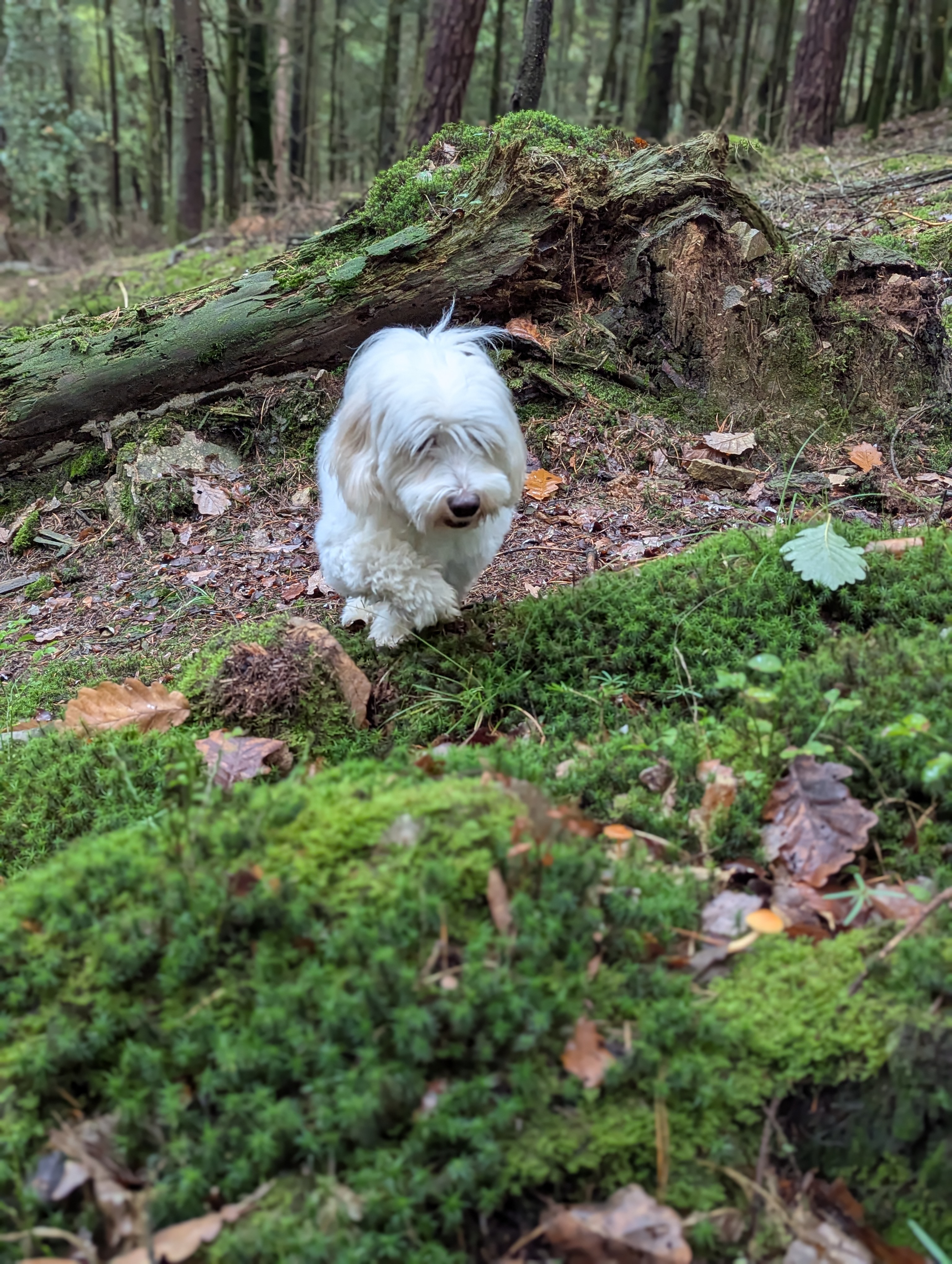 Service garde animaux entre particuliers (53)