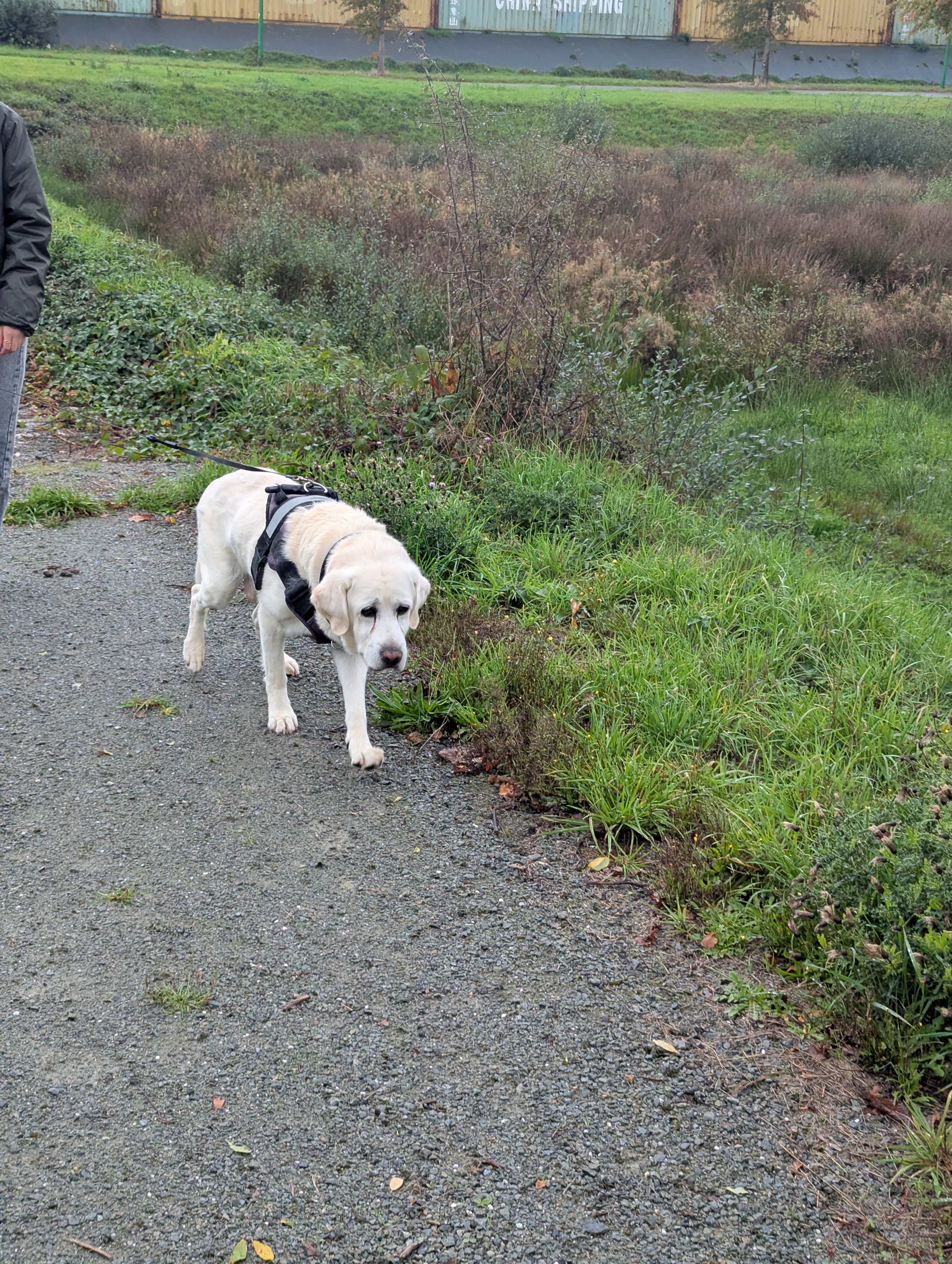 Service garde animaux entre particuliers (53)