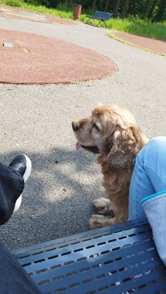 Promenade de chiens 🐶
