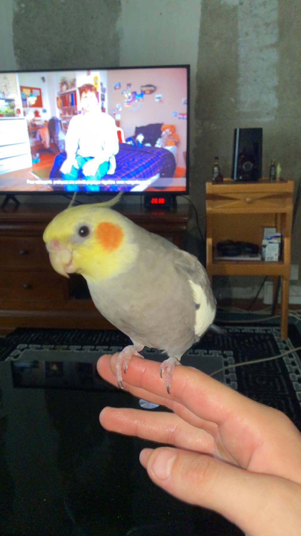 Service garde oiseaux entre particuliers (54)