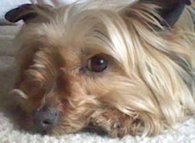 Service : chien Service : chien