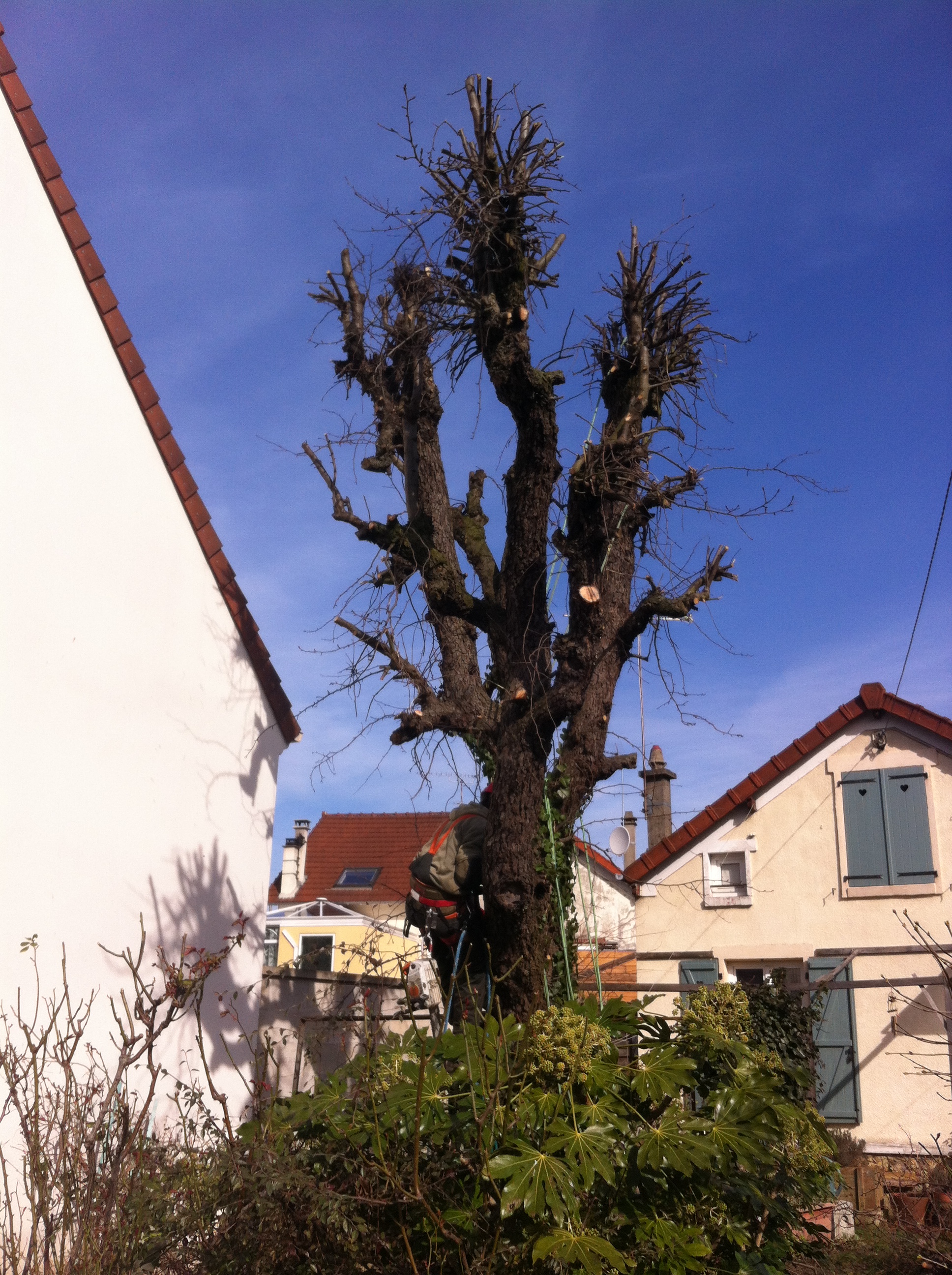 Service elagage 77 entre particuliers