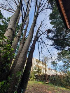 Service : elagage Service : elagage