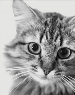 Demander ce catsitter