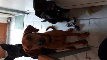 Service : garde animaux Service : garde animaux