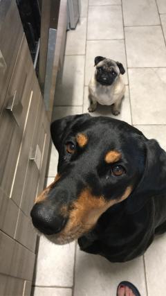 Service : chien Service : chien