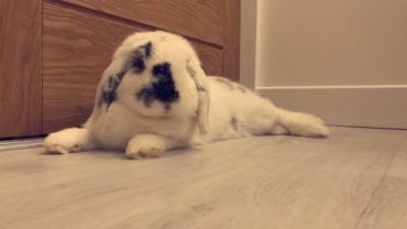 Service : garde animaux Service : garde animaux