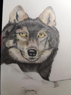 Service : chien Service : chien