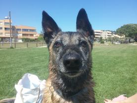 Demander ce petsitter