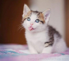 Service : garde animaux Service : garde animaux