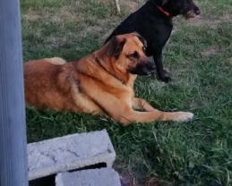 Service : chien Service : chien