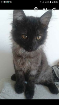 Demander ce catsitter