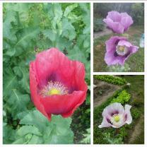 Service : paysagiste Service : paysagiste