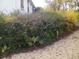 Service : taille de haies Service : taille de haies