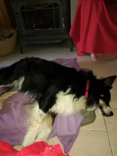 Service : chien Service : chien