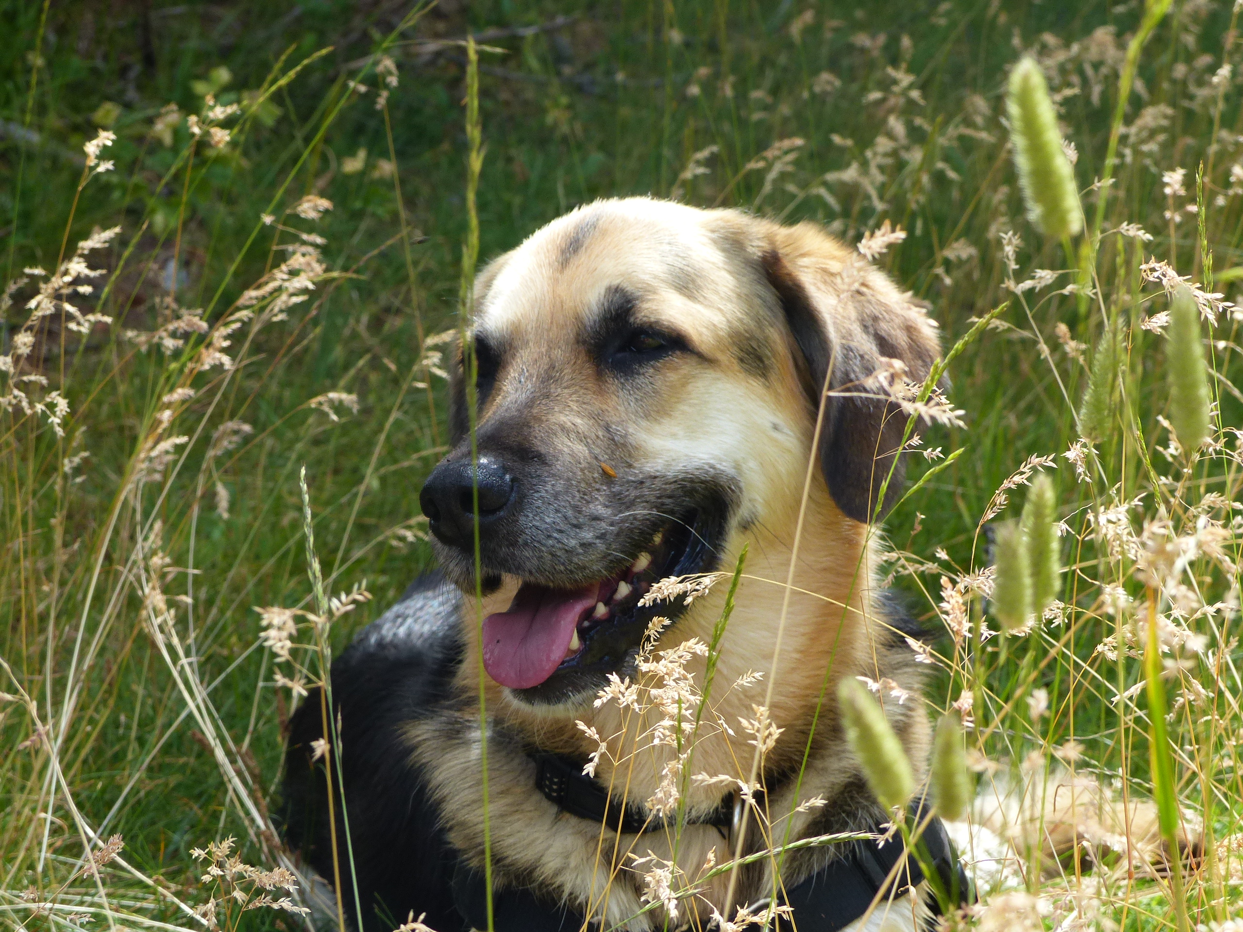 Service chien 01 entre particuliers