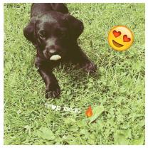 Service : garde animaux Service : garde animaux