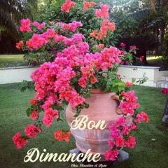 Service : elagage Service : elagage