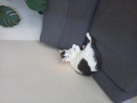 Service : chat Service : chat