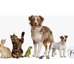 Service garde animaux entre particuliers